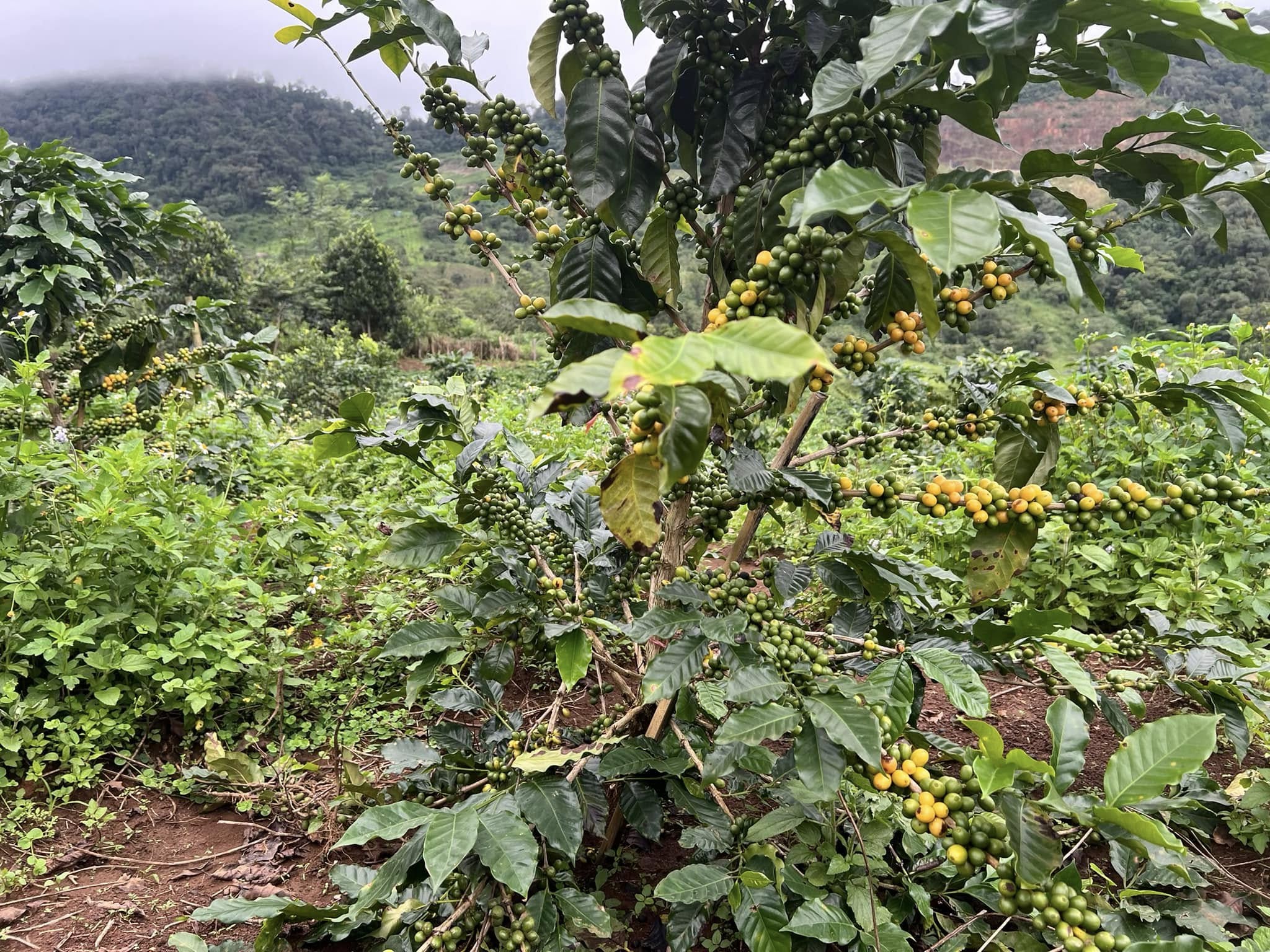 Cây cà phê Bana'A tại vùng nguyên liệu