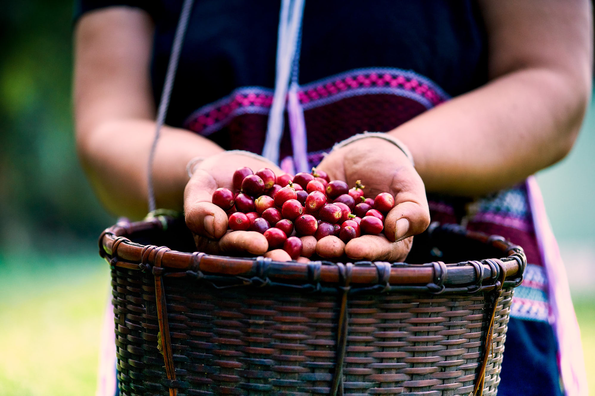 Trái cà phê chín đỏ từ farm Bana'A